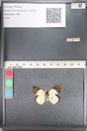 Media type: image;   Entomology 131602
